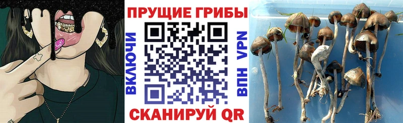 МЕГА ссылки  Буйнакск  Псилоцибиновые грибы Magic Shrooms 